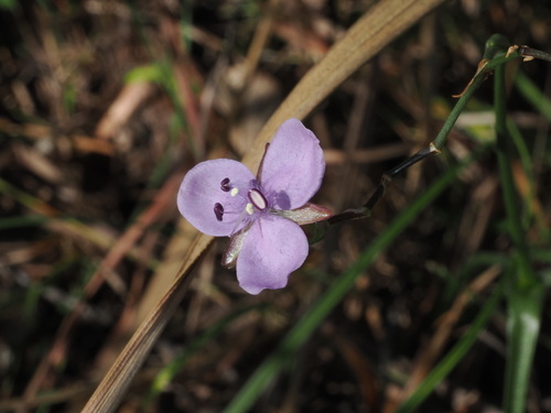 Murdannia graminea observed 2026-06-02