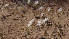 Leptosiphon chrysanthus decorus