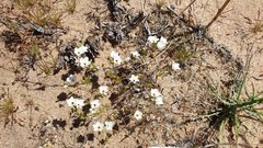 Leptosiphon chrysanthus decorus