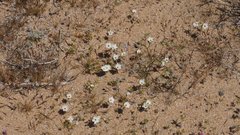 Leptosiphon chrysanthus decorus