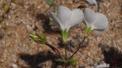 Leptosiphon chrysanthus decorus
