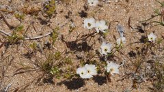 Leptosiphon chrysanthus decorus