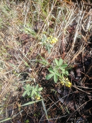 Gymnospermium altaicum
