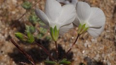 Leptosiphon chrysanthus decorus