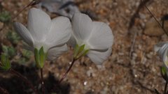 Leptosiphon chrysanthus decorus