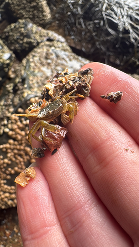 European Green Crab