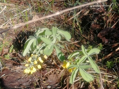 Gymnospermium altaicum