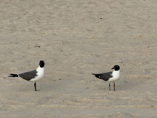 Laughing Gull observed by nutegunray