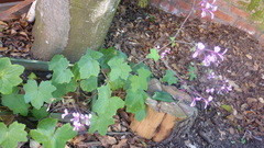 Pelargonium transvaalense