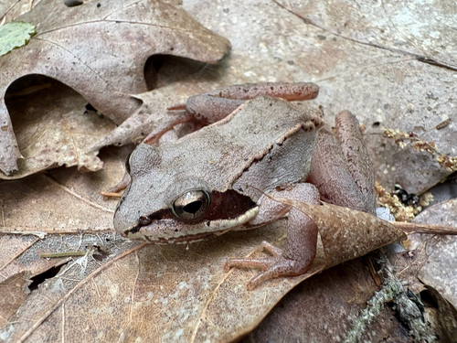 Wood Frog observed by turkeyfeet23