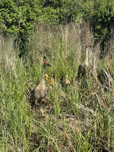 Sandhill Crane observed by janelew