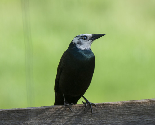 Common Grackle observed by studiopika