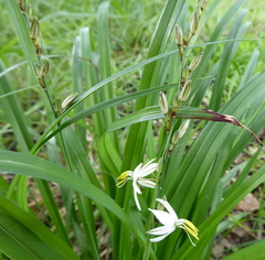 Chlorophytum saundersiae