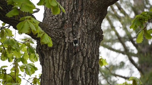 Great Spotted Woodpecker