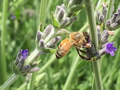 Apis mellifera