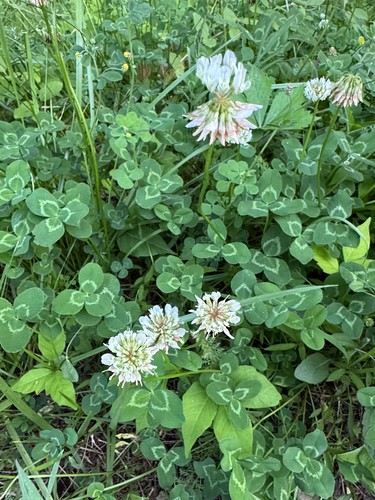 white clover