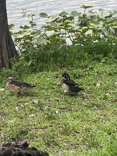 Wood Duck observed by nolan_kiefer