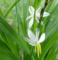 Chlorophytum saundersiae