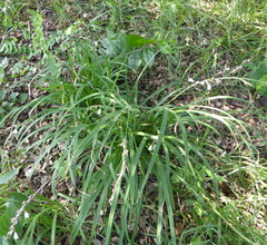 Chlorophytum saundersiae