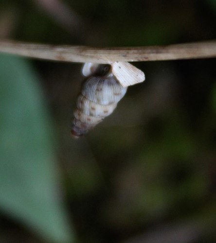 Cochlostoma tessellatum