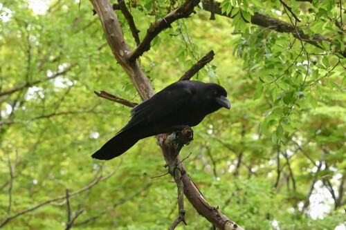 Large-billed Crow