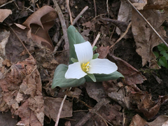 Trillium nivale