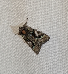 Behrensia conchiformis