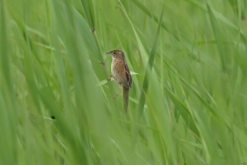 Marsh Grassbird (Helopsaltes pryeri), photo 1