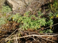 Gymnospermium altaicum
