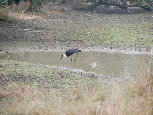 iNaturalist image