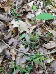 Galium uniflorum