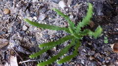 Euphorbia stellata