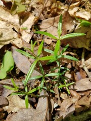 Galium uniflorum