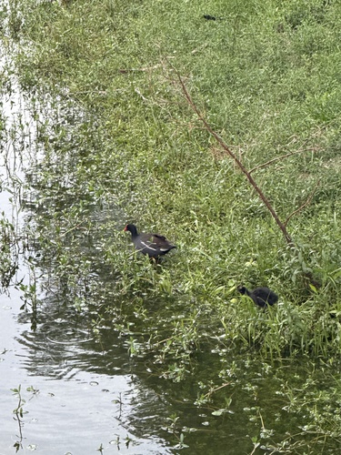Common Gallinule observed by hernandez_e_13