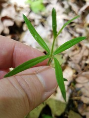 Galium uniflorum