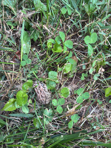 Fowler's Toad observed by gloryd