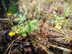 Gymnospermium altaicum