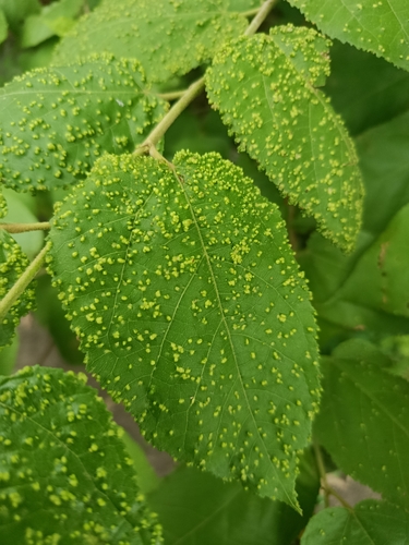 Aceria guazumae