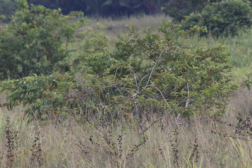 Hooded Mannikin (Lonchura spectabilis)