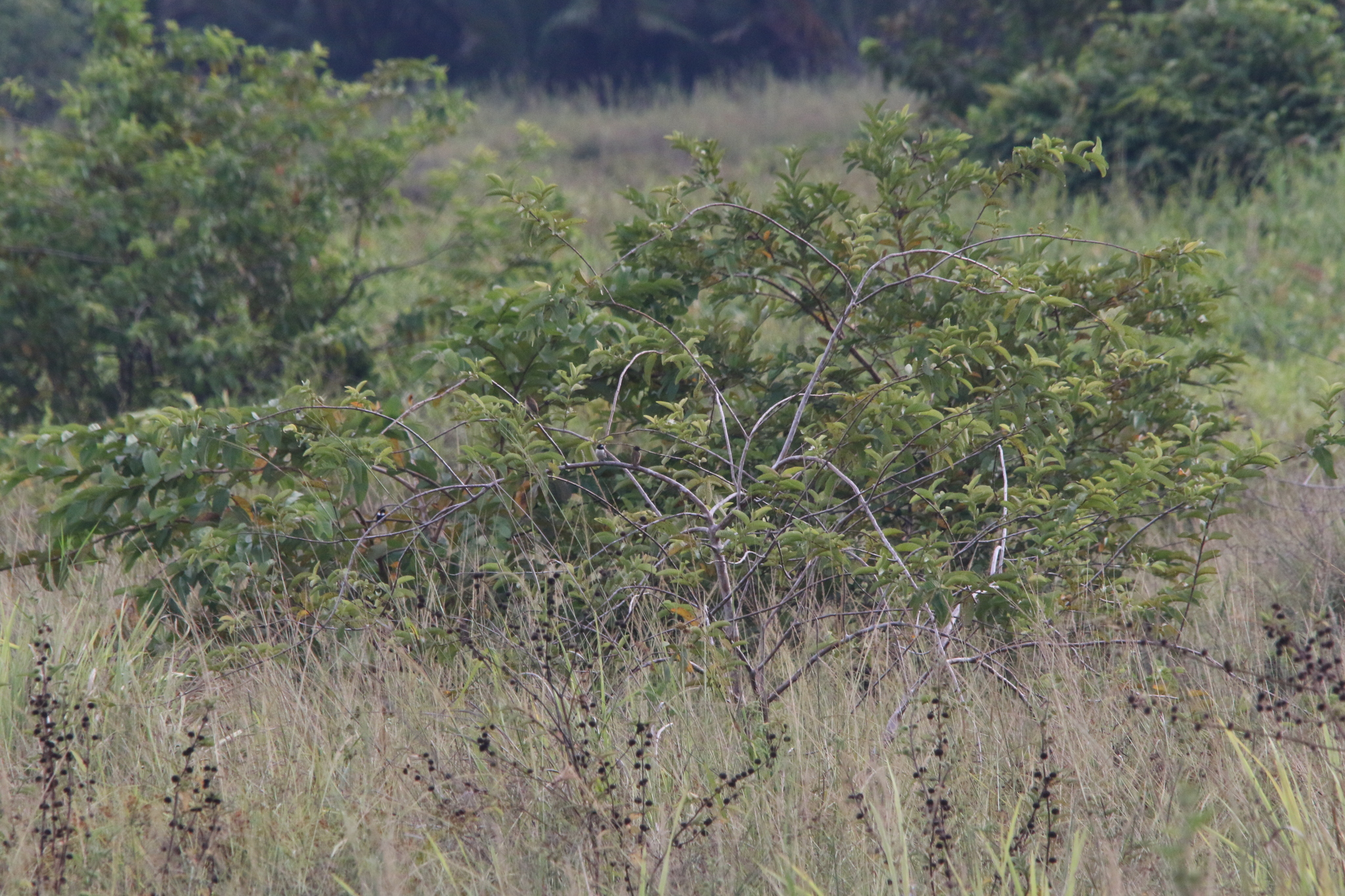 Hooded Mannikin (Lonchura spectabilis), photo 1