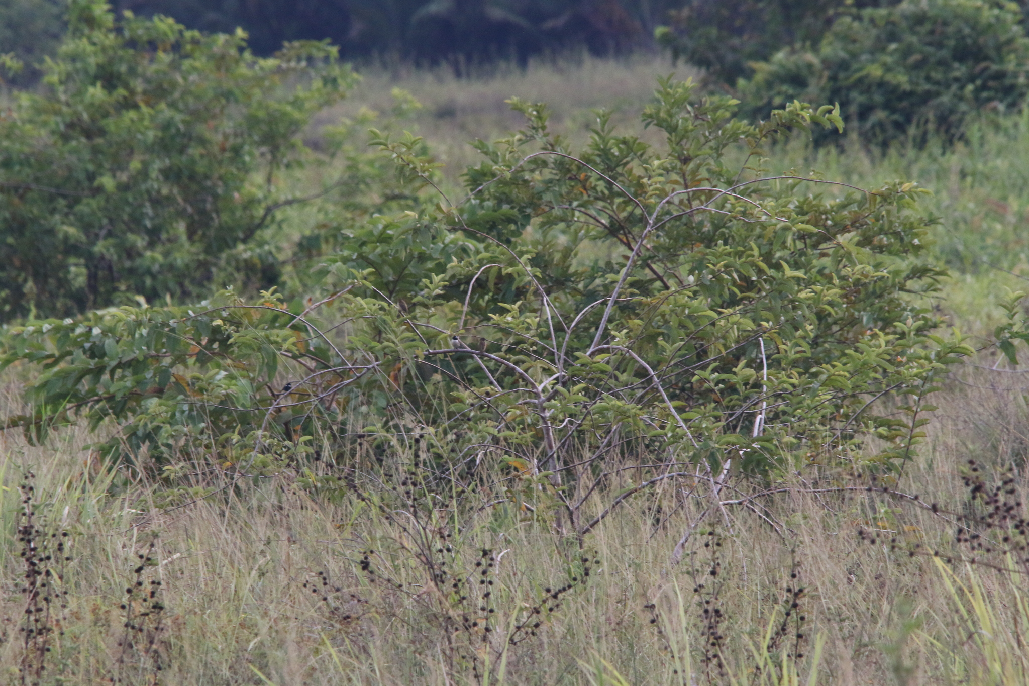 Hooded Mannikin (Lonchura spectabilis), photo 2