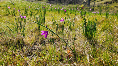 Olsynium douglasii, photograph 5
