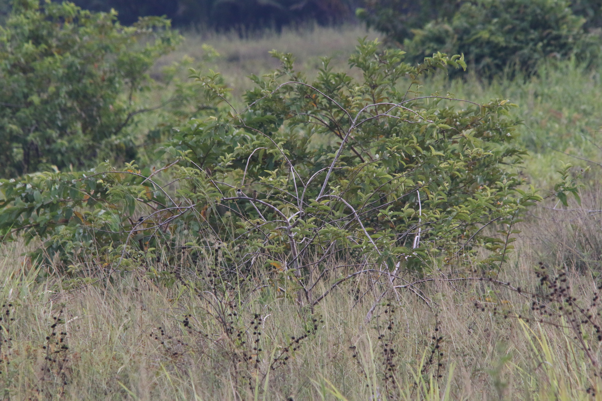 Hooded Mannikin (Lonchura spectabilis), photo 5