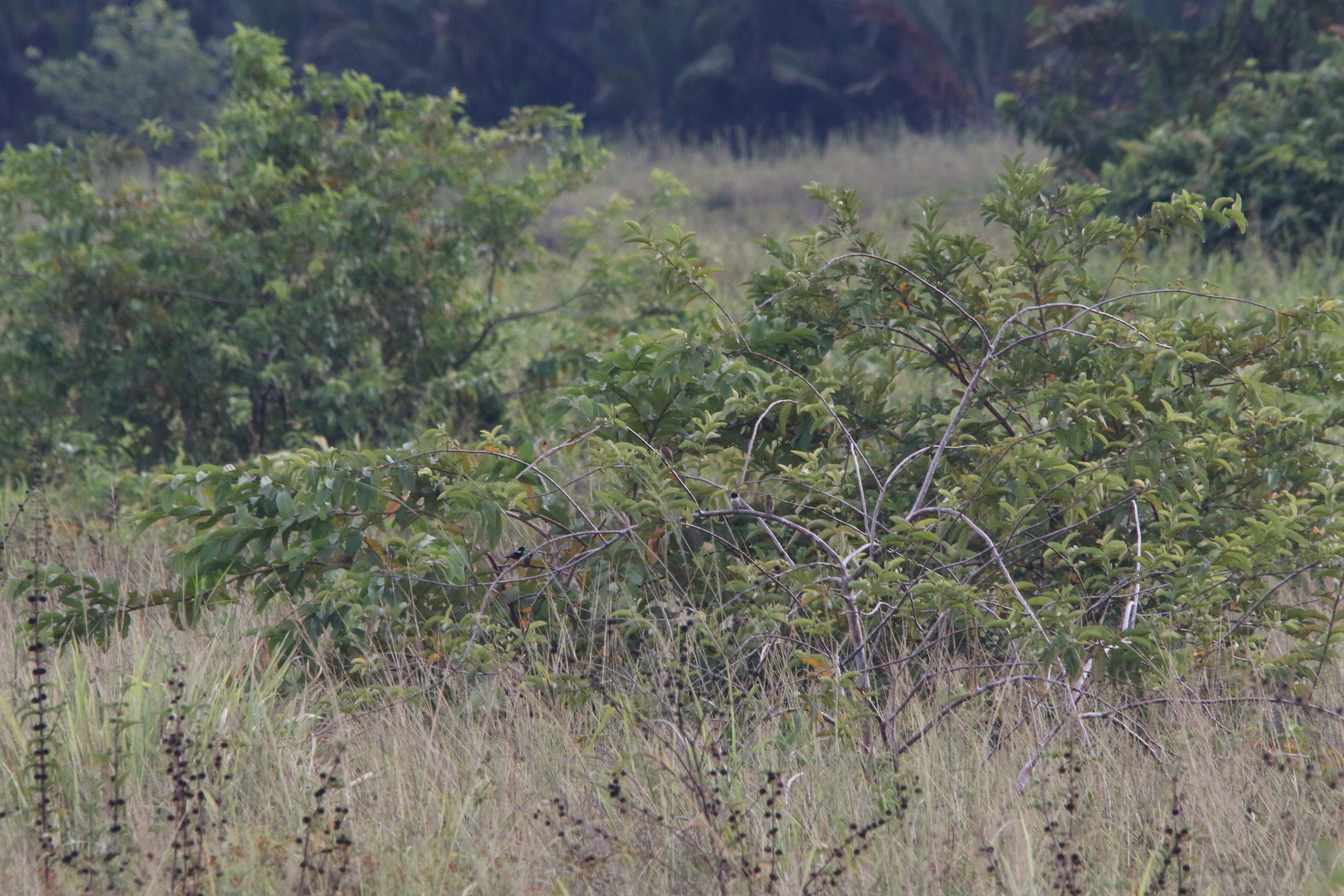 Hooded Mannikin (Lonchura spectabilis), photo 6