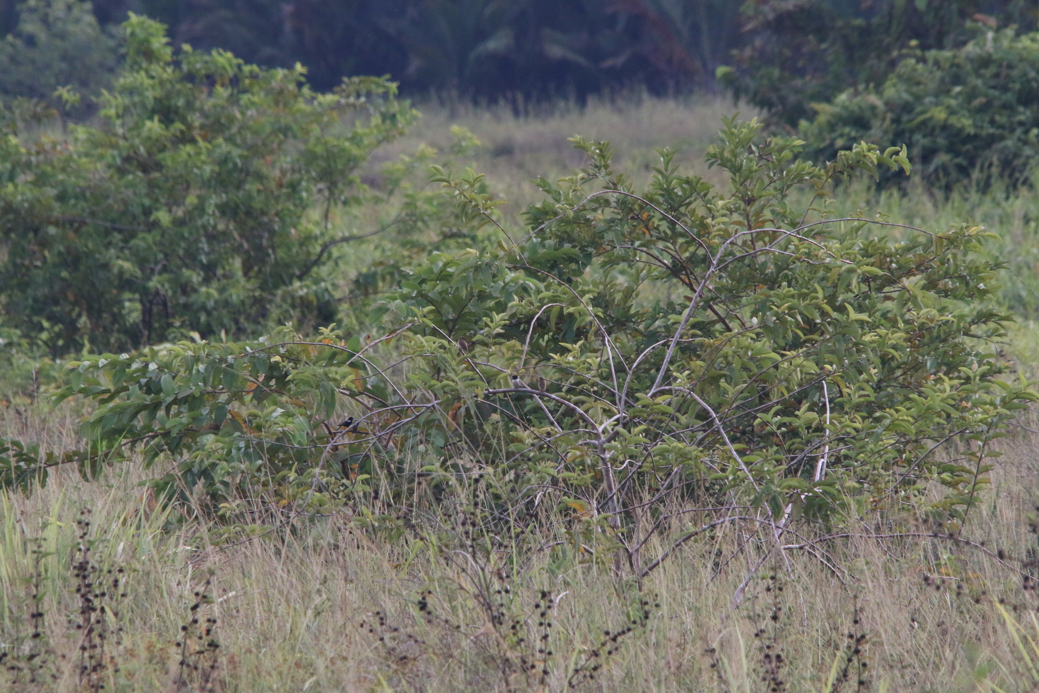Hooded Mannikin (Lonchura spectabilis), photo 7