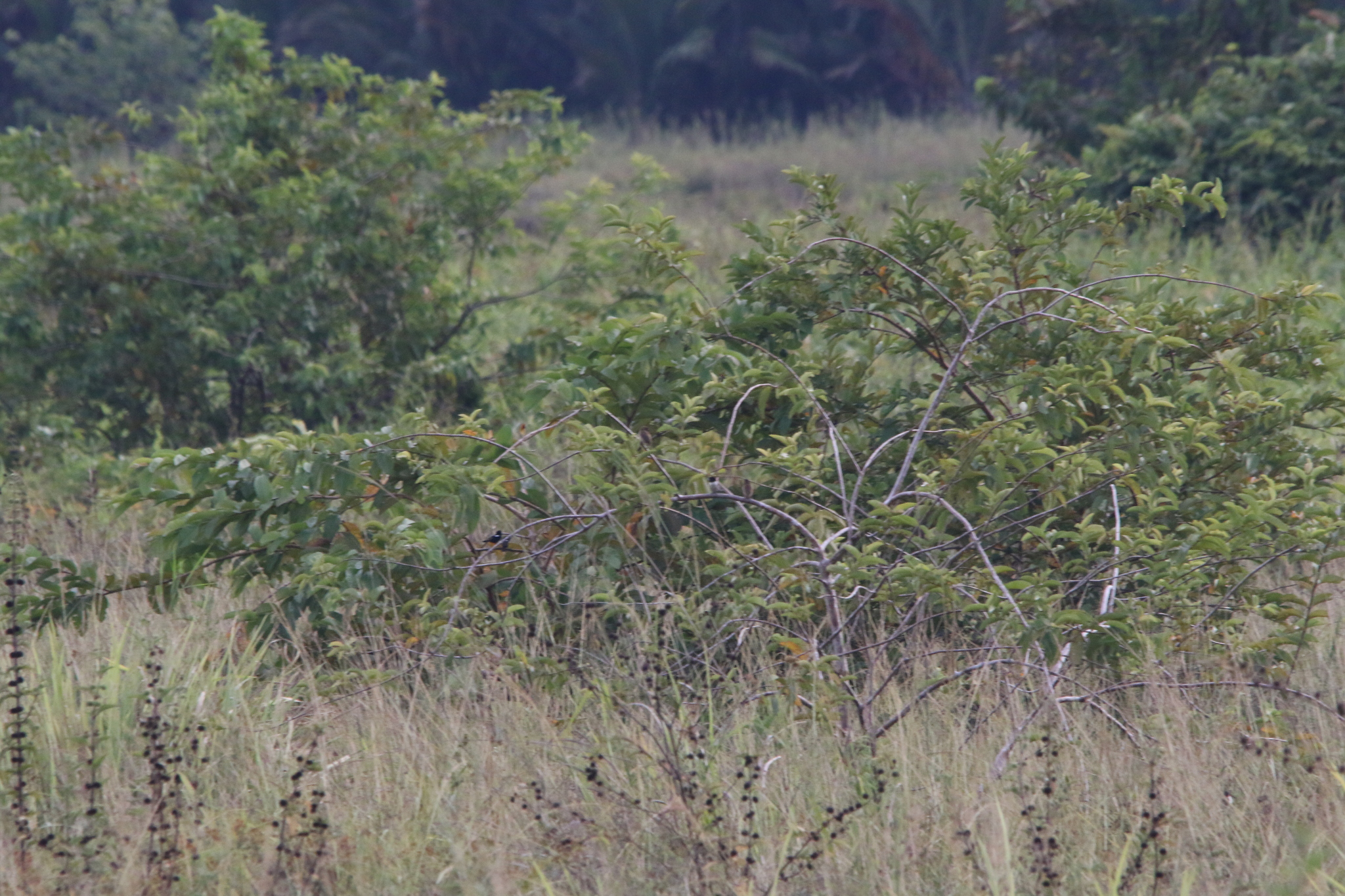 Hooded Mannikin (Lonchura spectabilis), photo 8