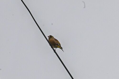 Oriental Greenfinch