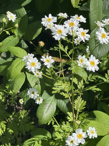 feverfew