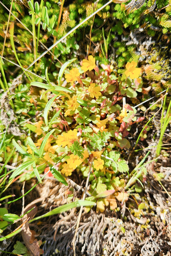 Erythranthe alsinoides, photograph 6