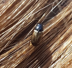 Melinopterus